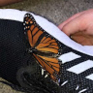 Meet your Posher, Dehvyn